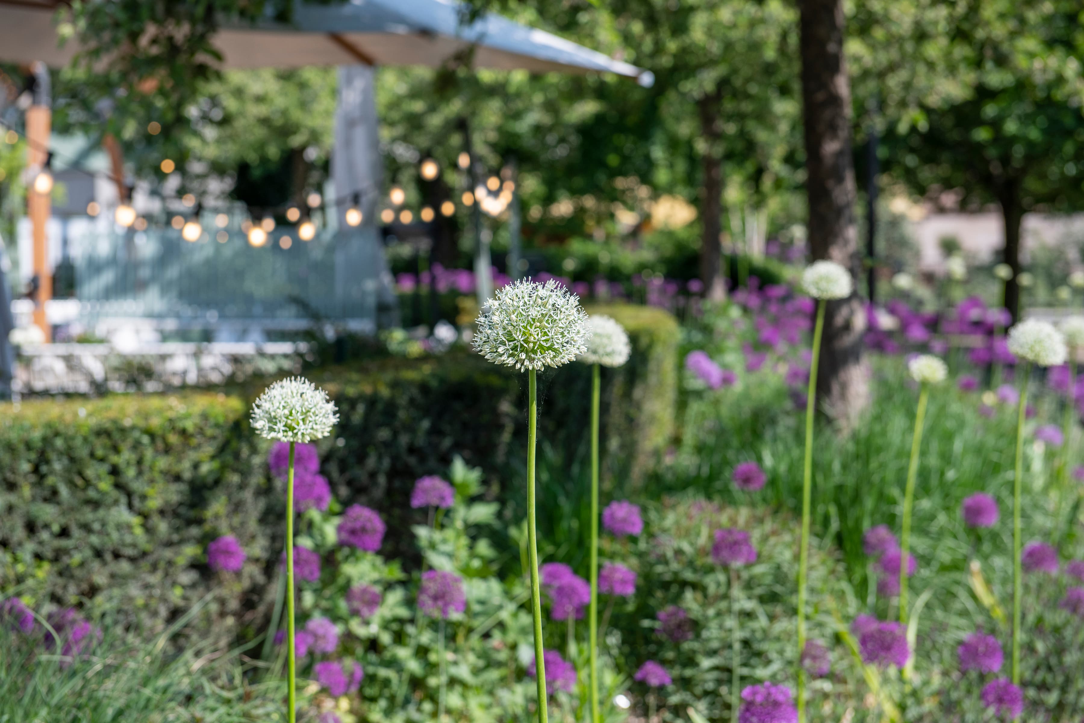 En trädgård fylld med massor av lila och vita blommor.