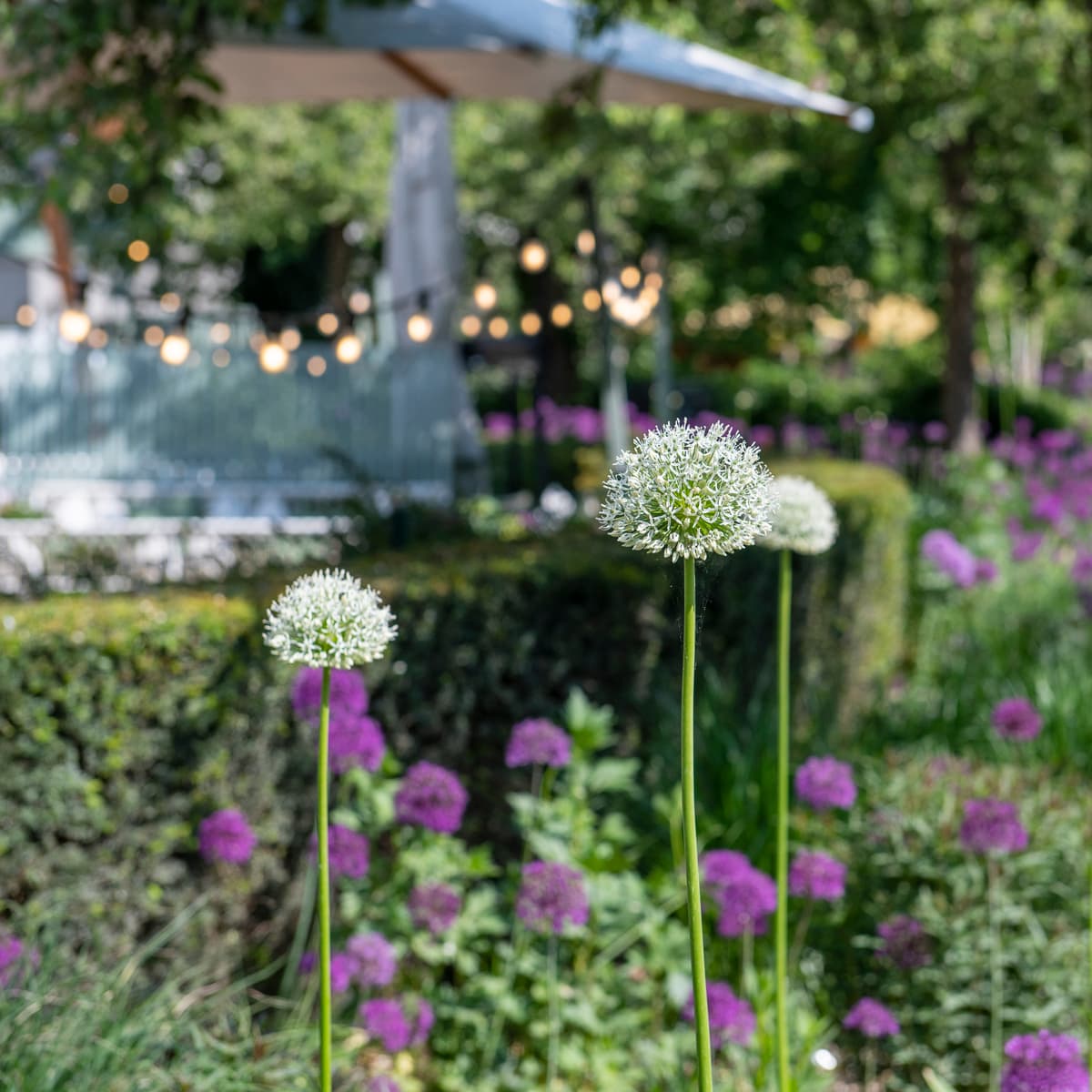 En trädgård fylld med massor av lila och vita blommor.