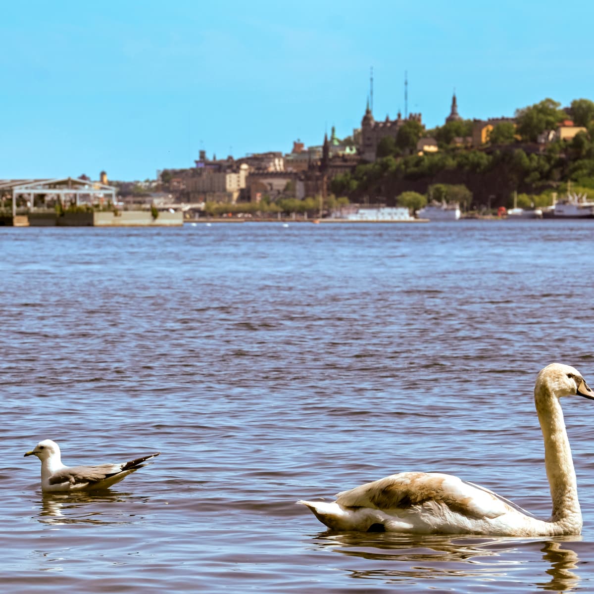 Några svanar simmar på toppen av en sjö.