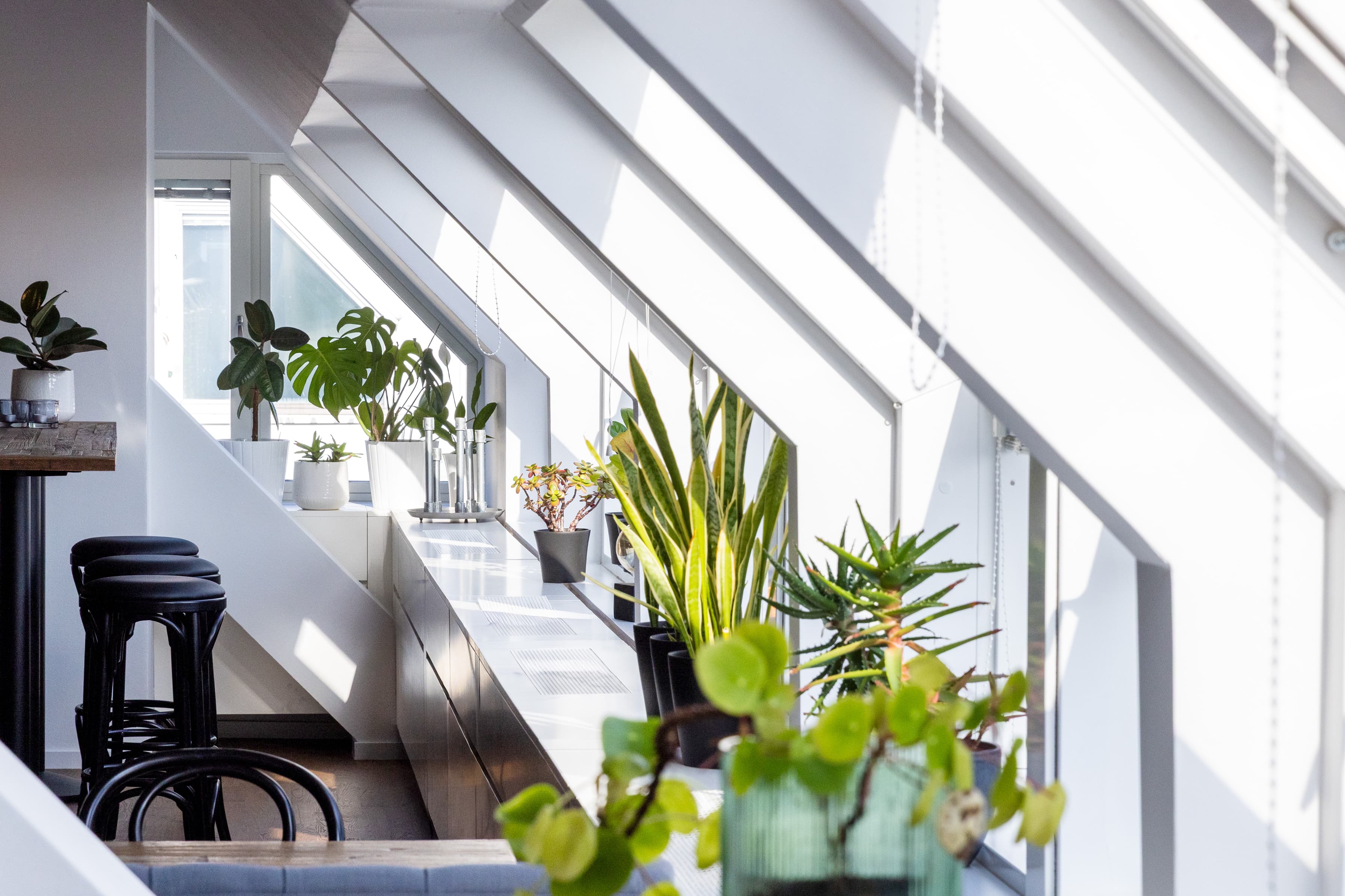 Ett rum fyllt med massor av krukväxter.