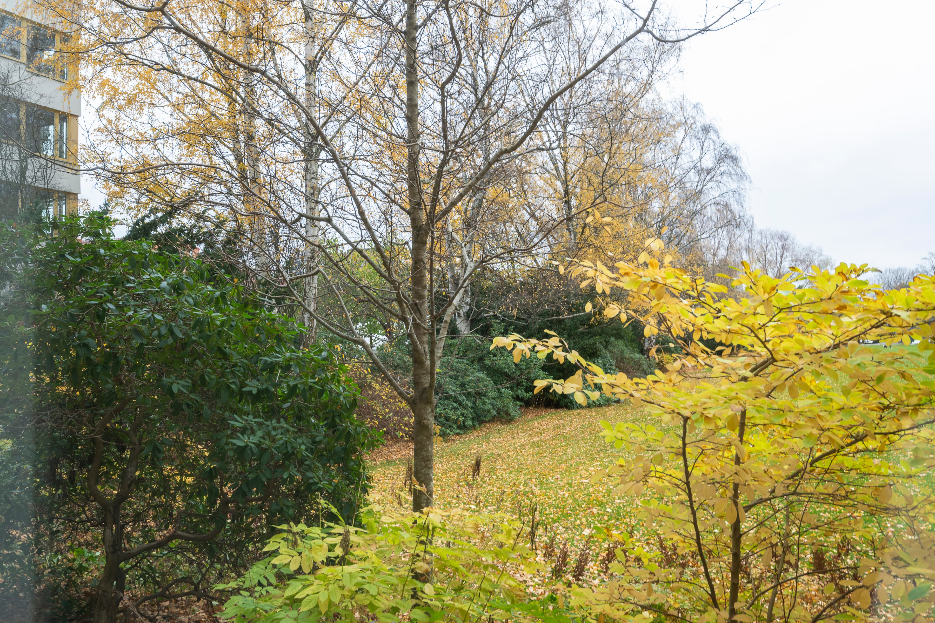 En utsikt av grönska genom ett fönster.