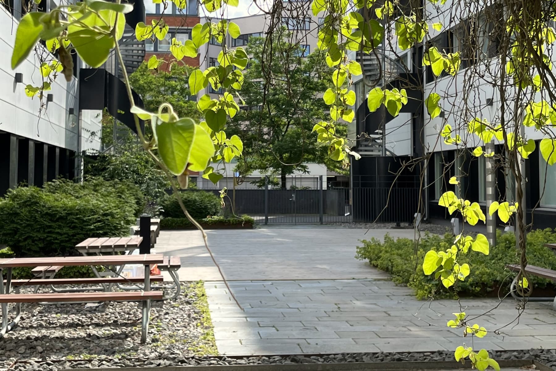 En innergård med bänkar och träd som omger den.