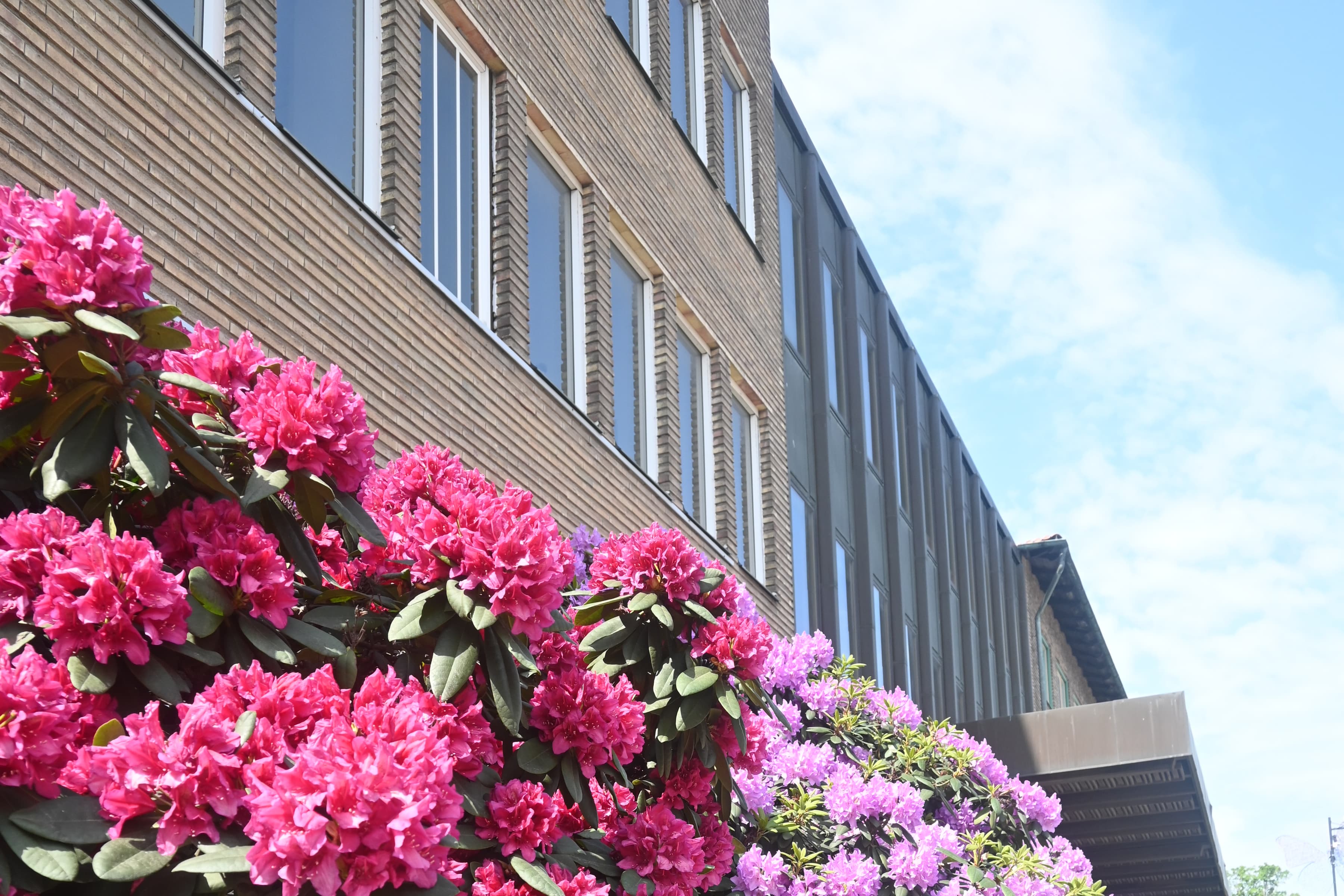En rad med rosa och lila blommor bredvid en byggnad.
