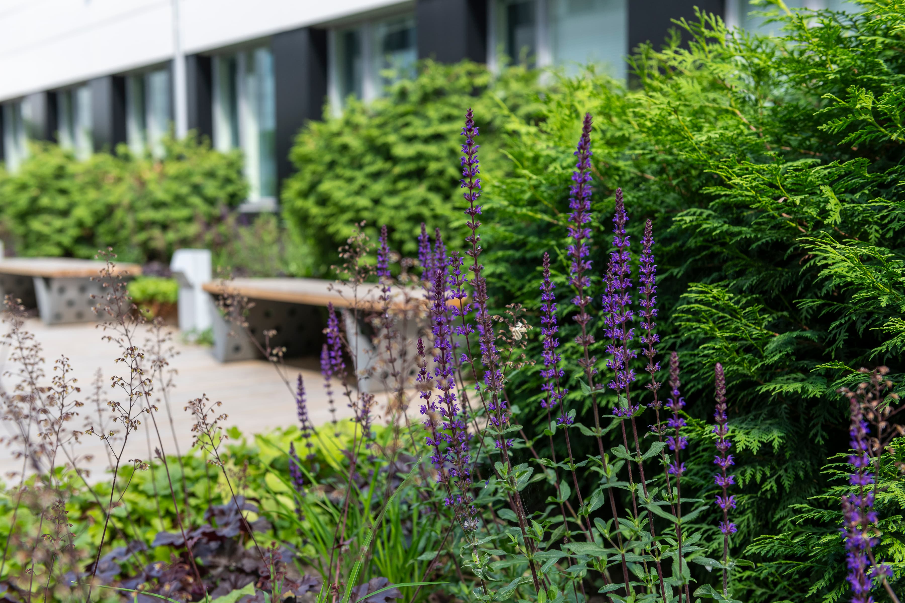 En rad bänkar som sitter bredvid ett grönskande fält.
