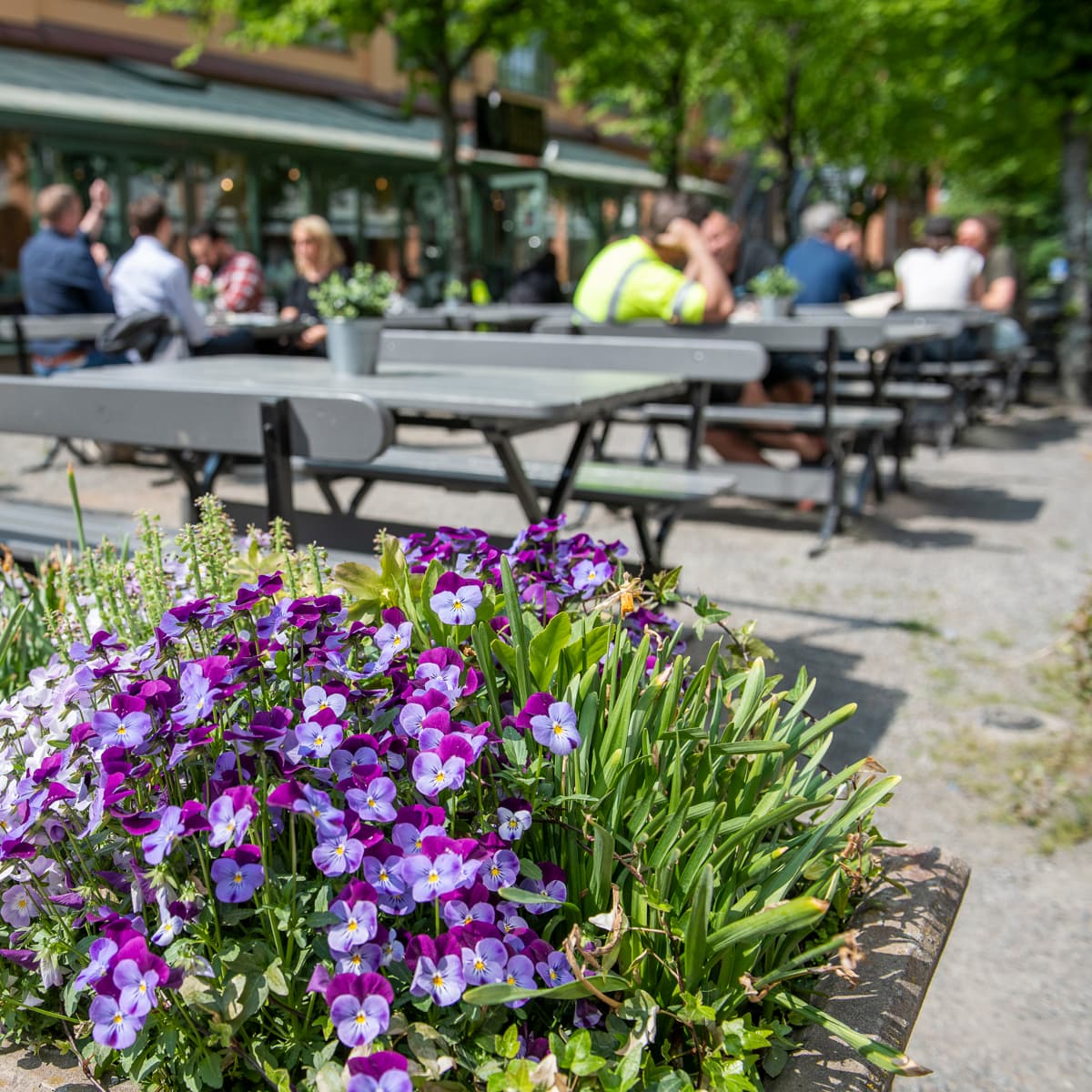 Lila och vita blommor är i en planteringslåda.