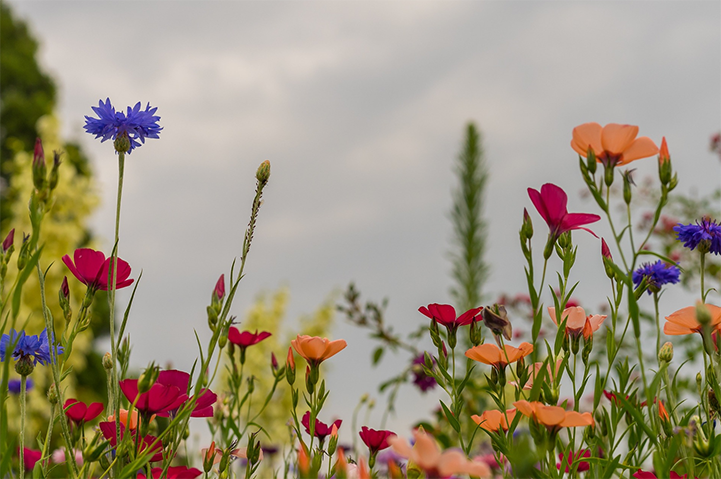 Blommor av lars nissen mindre.PNG